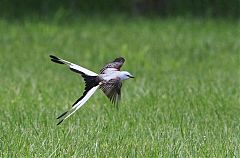 Scissor-tailed Flycatcher